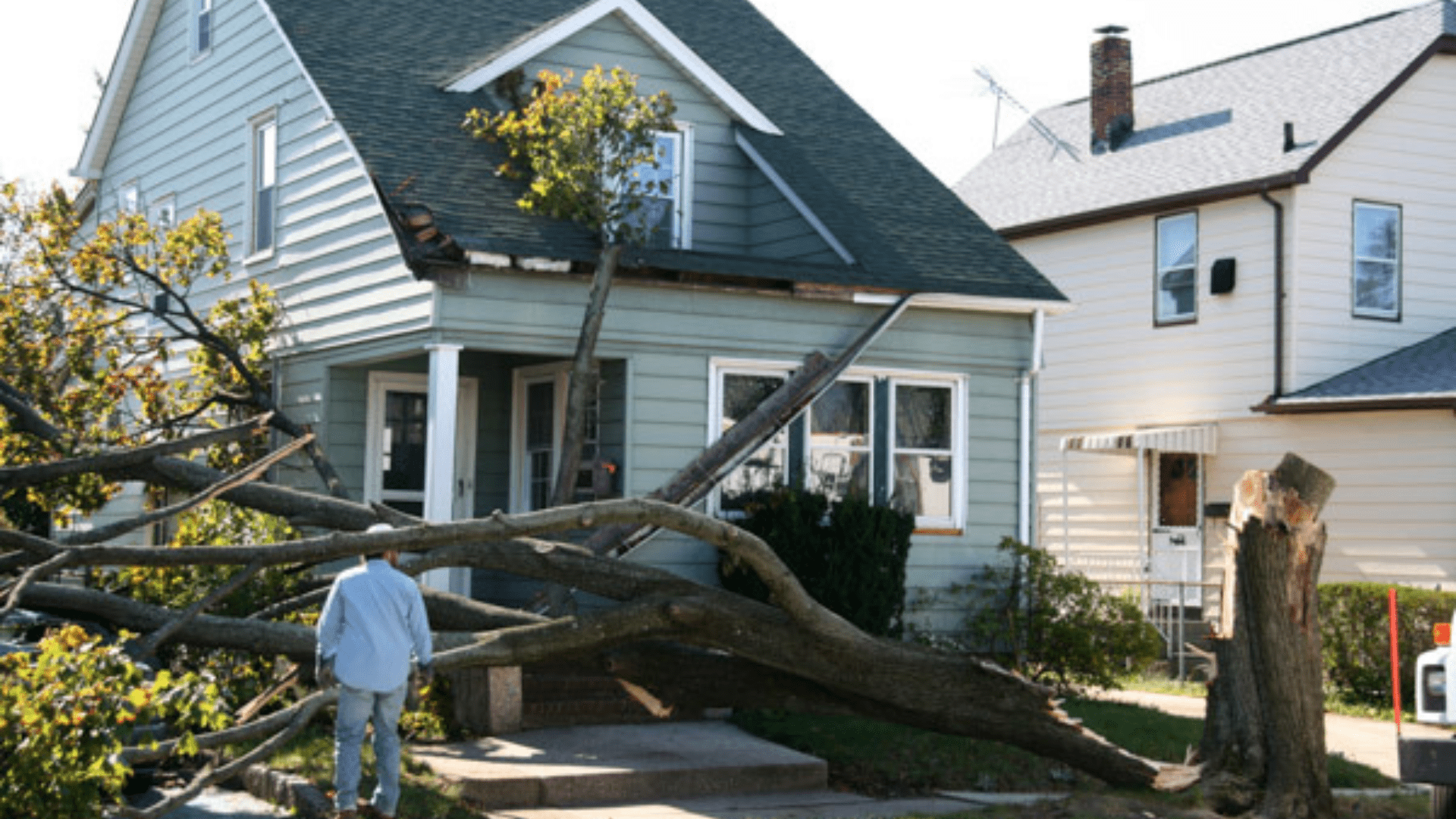 Emergency Tree Removal