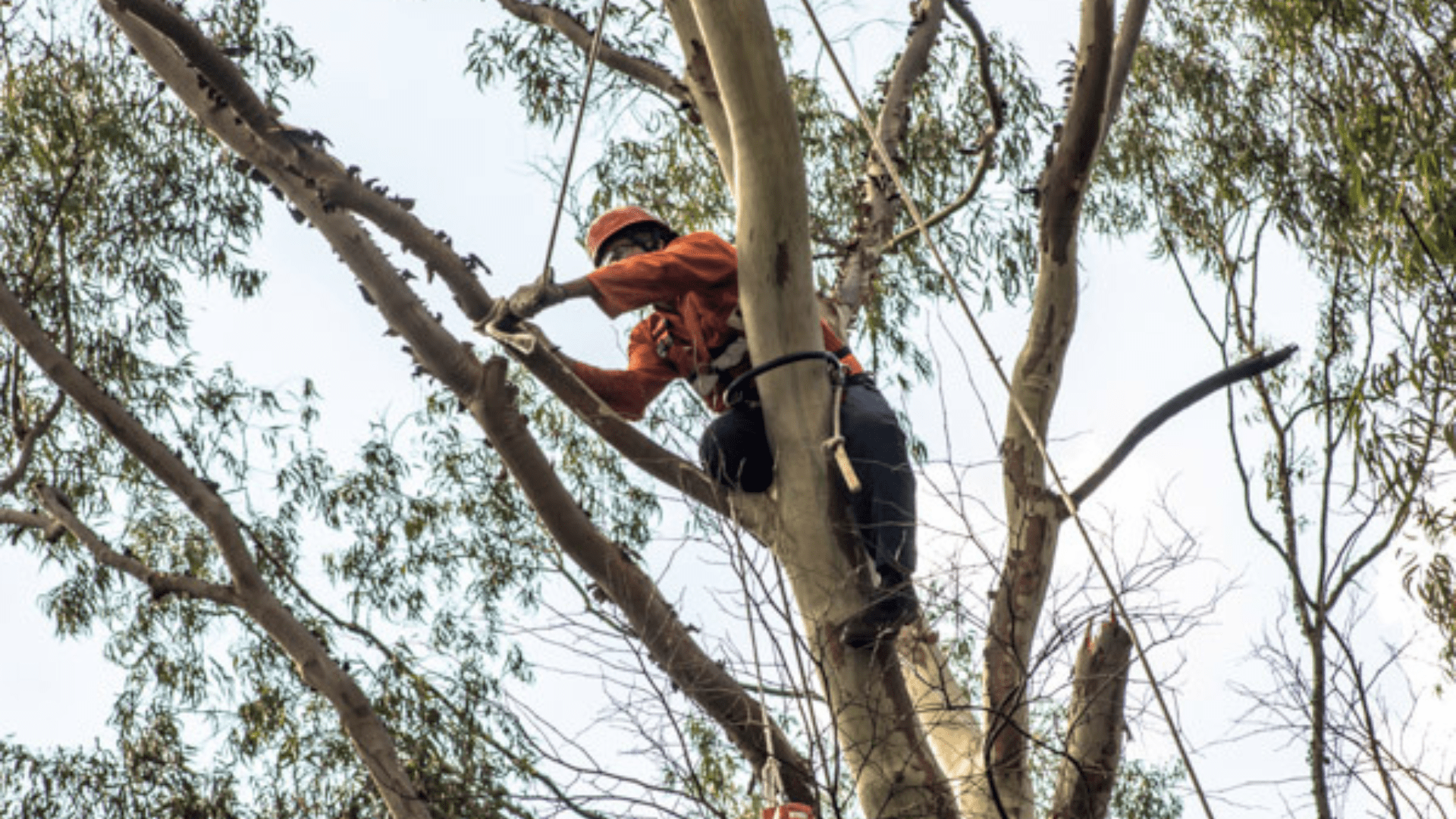 Tree Cutting & Trimming