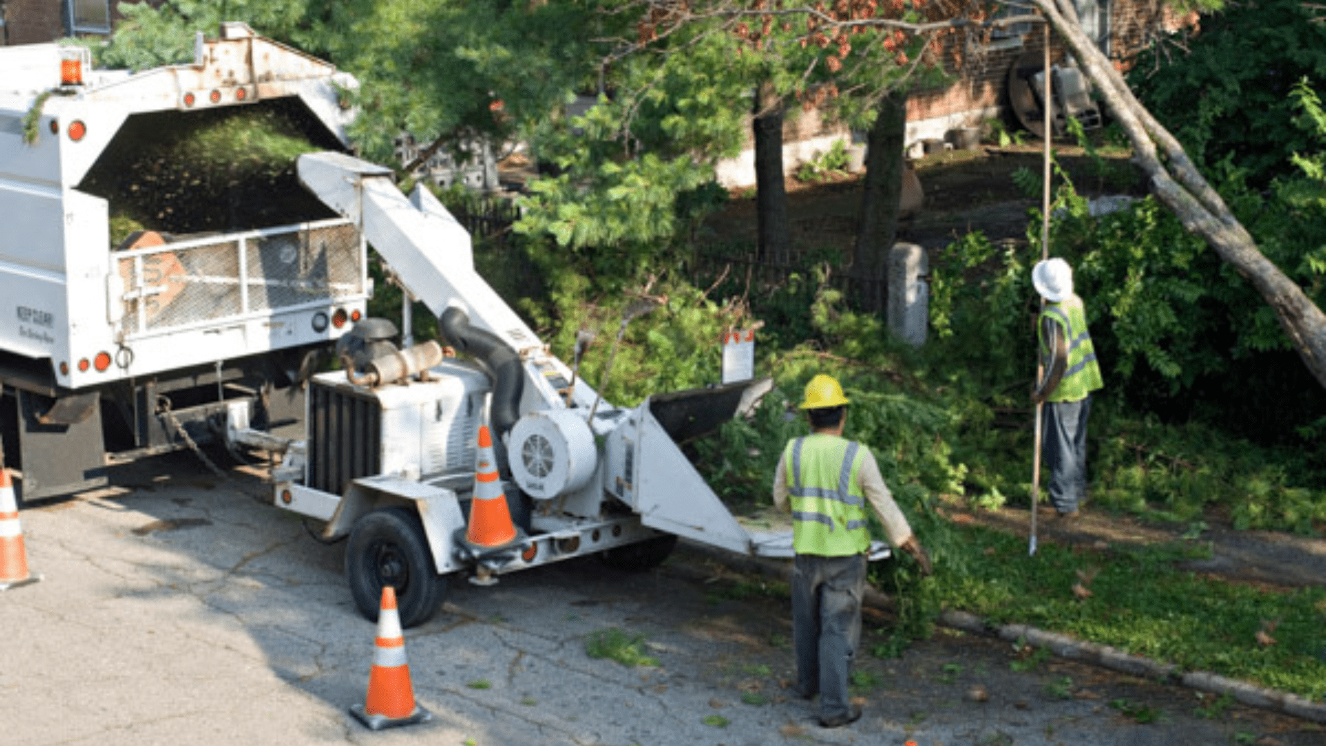 Tree Removal